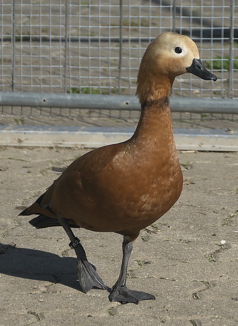 成本